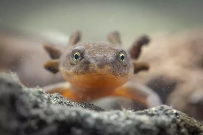 Good Morning, News: Legislators Forced to Fix Oregon's Transportation Budget, a Homicide at Burning Man, and Oregon's Fight to Save an Endangered Newt